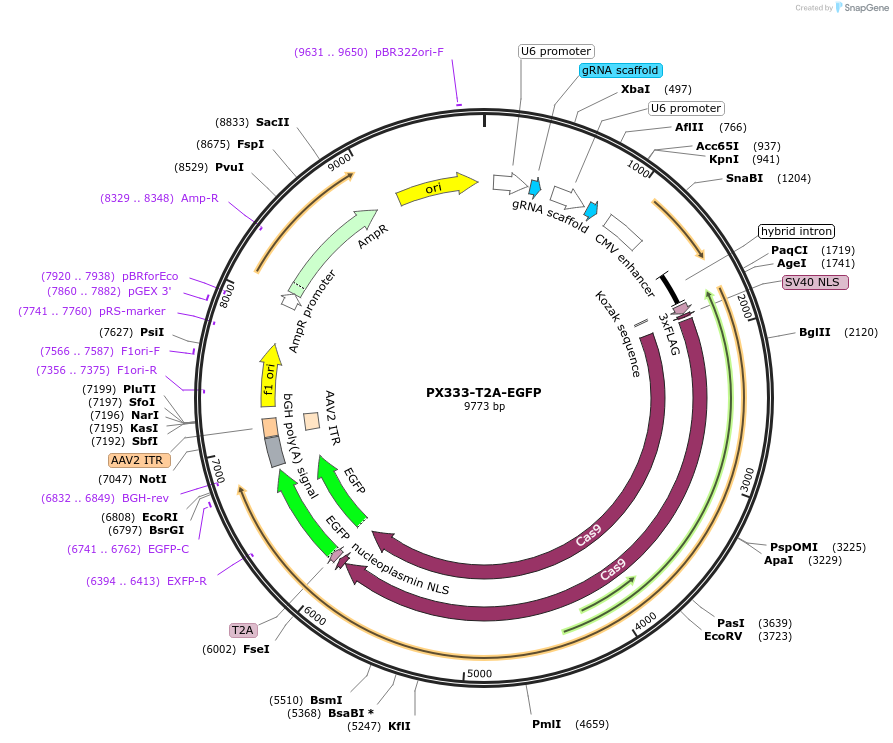 197417-plasmid-map-sequence-id-389146
