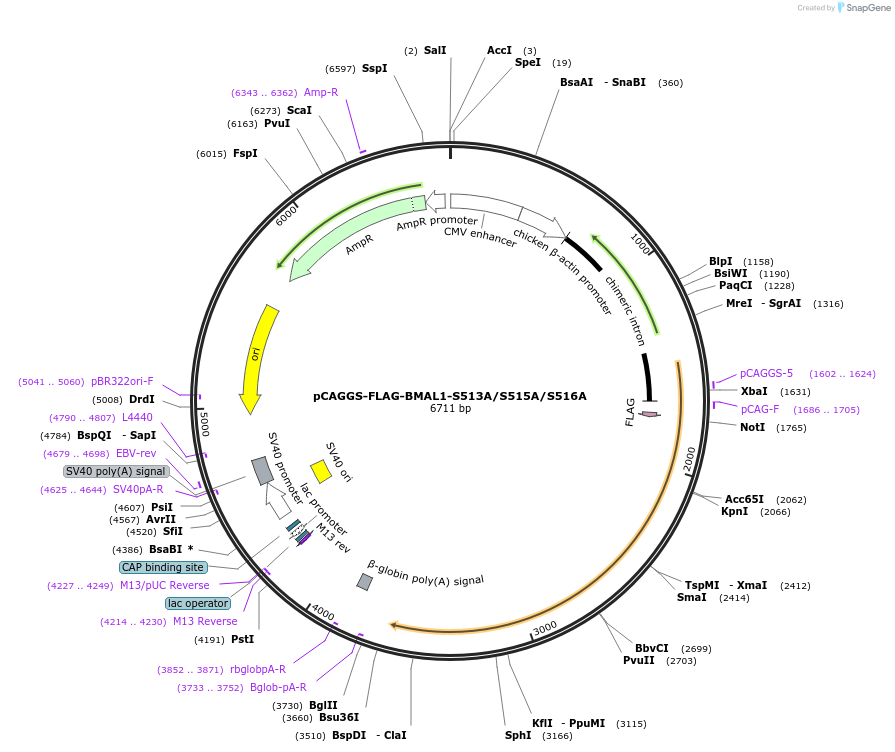 186835-plasmid-map-sequence-id-389154