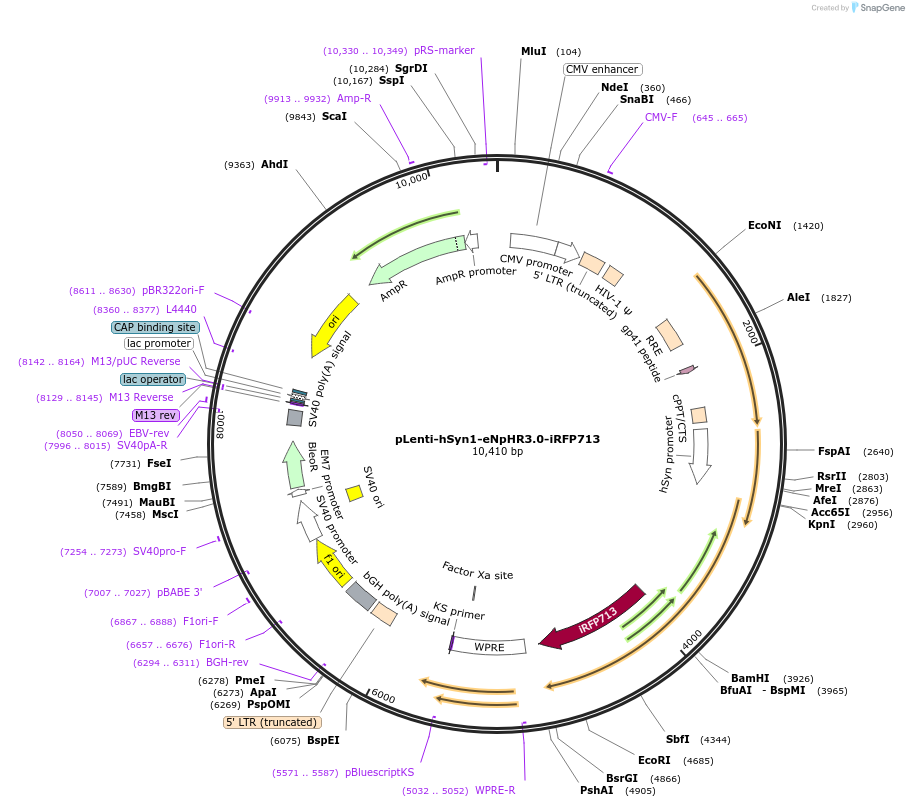 197594-plasmid-map-sequence-id-389166