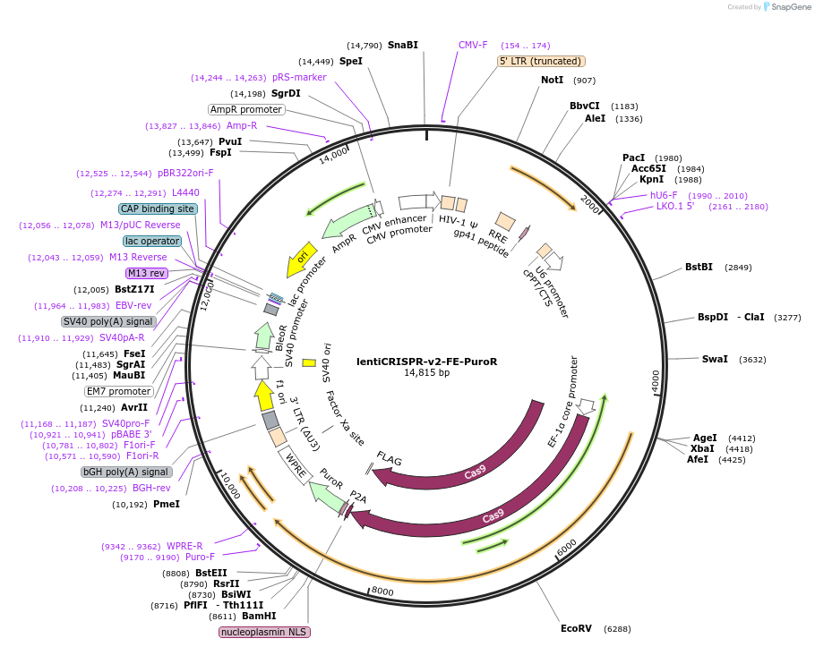 186746-plasmid-map-sequence-id-389258