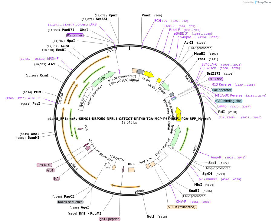 186744-plasmid-map-sequence-id-389262