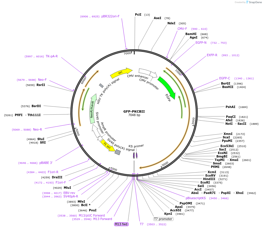 195232-plasmid-map-sequence-id-389337