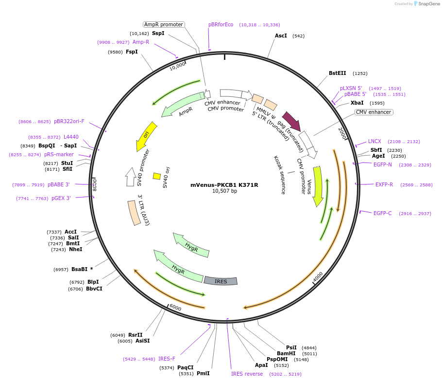 195230-plasmid-map-sequence-id-389341