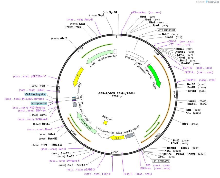 195221-plasmid-map-sequence-id-389344