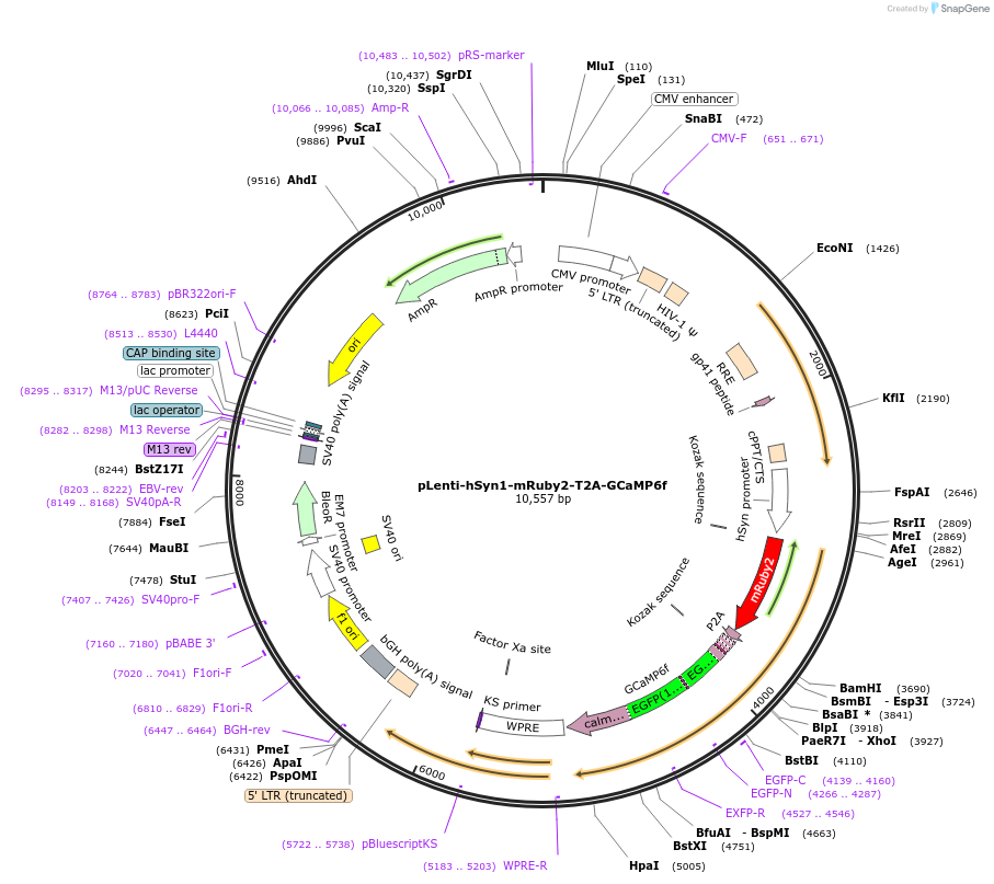 197595-plasmid-map-sequence-id-389365
