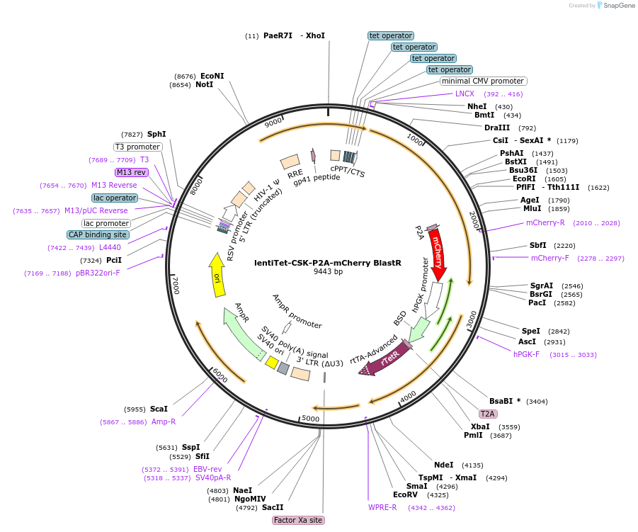 186742-plasmid-map-sequence-id-389366