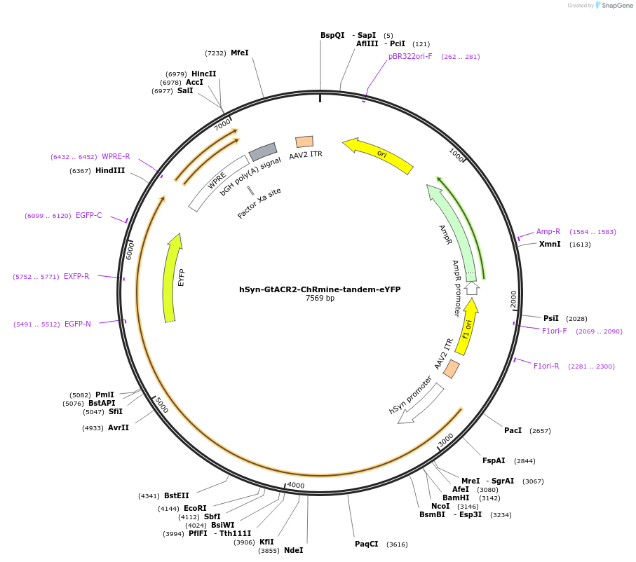 192580-plasmid-map-sequence-id-389374