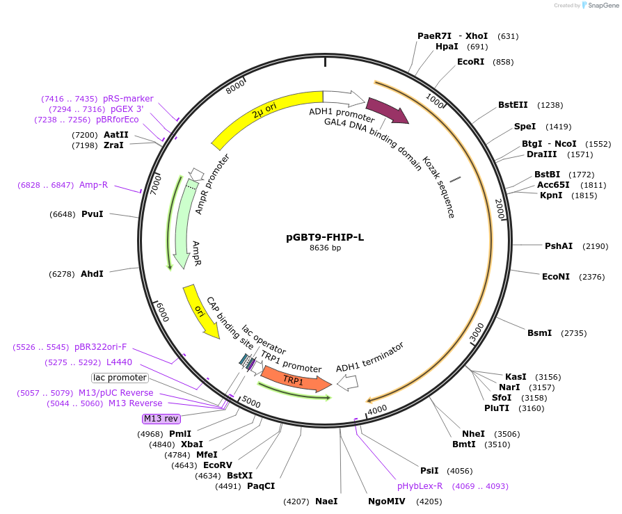 198528-plasmid-map-sequence-id-389376