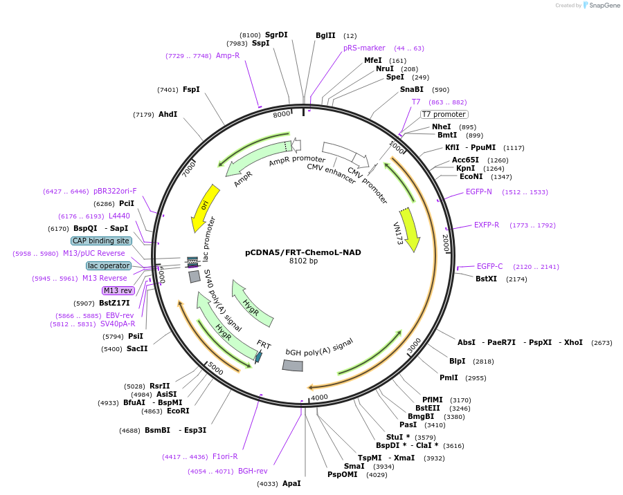 193827-plasmid-map-sequence-id-389378