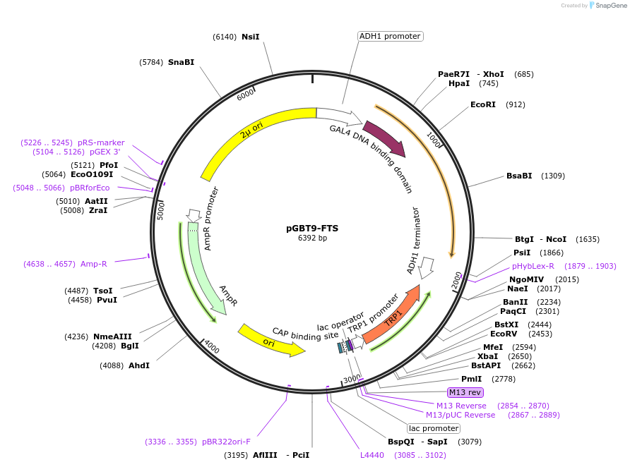 198526-plasmid-map-sequence-id-389379