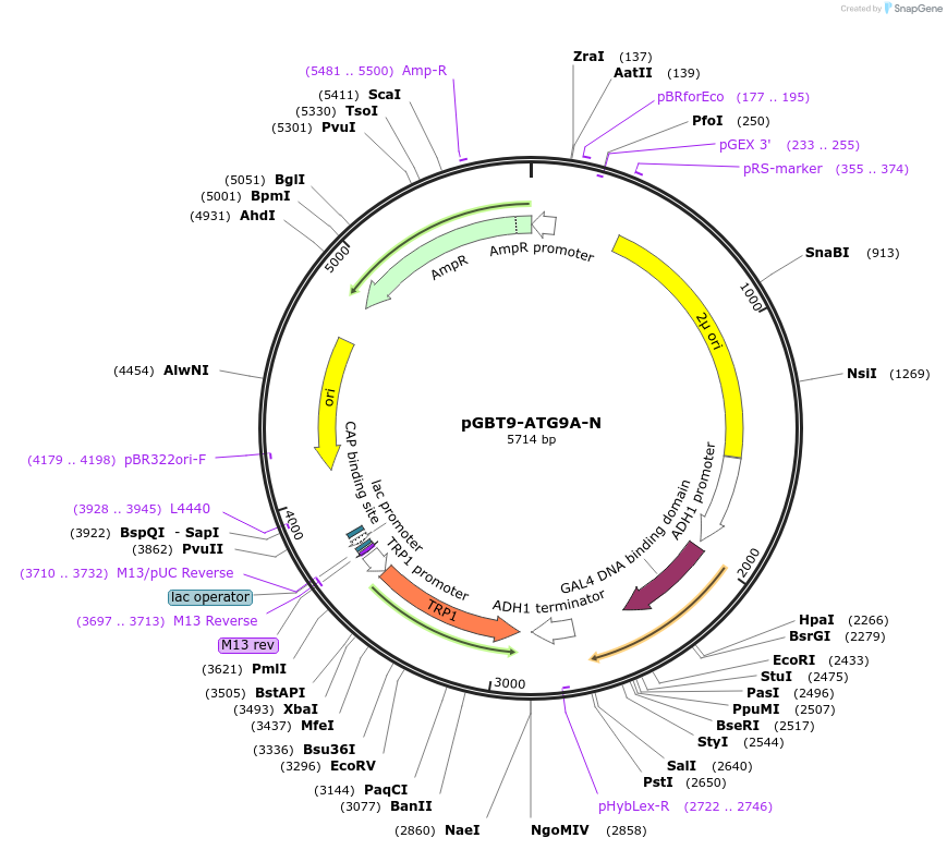 198530-plasmid-map-sequence-id-389380