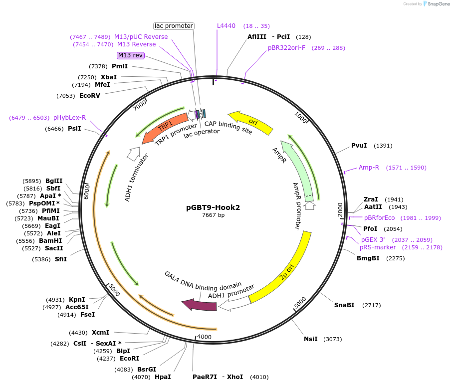 198524-plasmid-map-sequence-id-389381