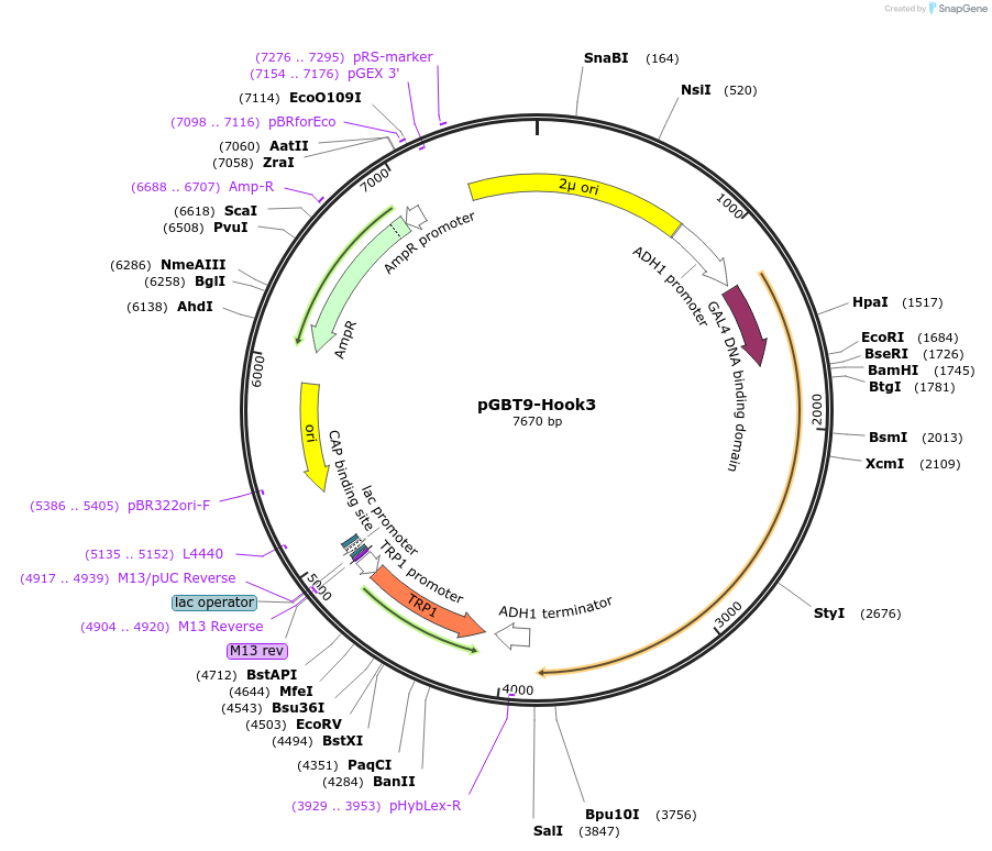 198525-plasmid-map-sequence-id-389387