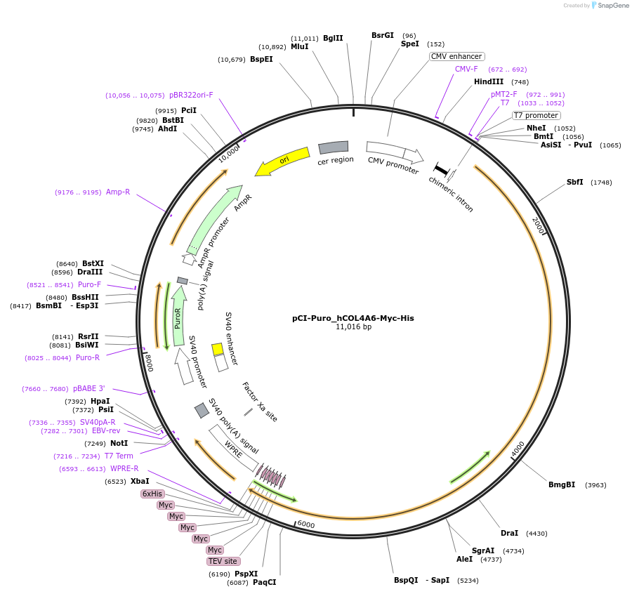 198087-plasmid-map-sequence-id-389396
