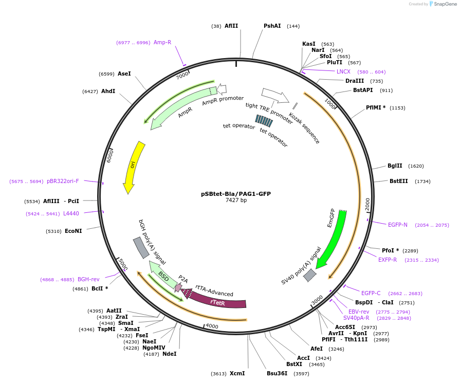 198220-plasmid-map-sequence-id-389402