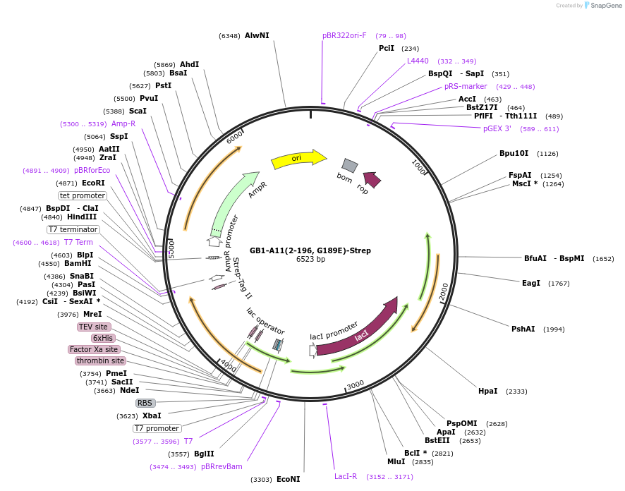 196212-plasmid-map-sequence-id-389404