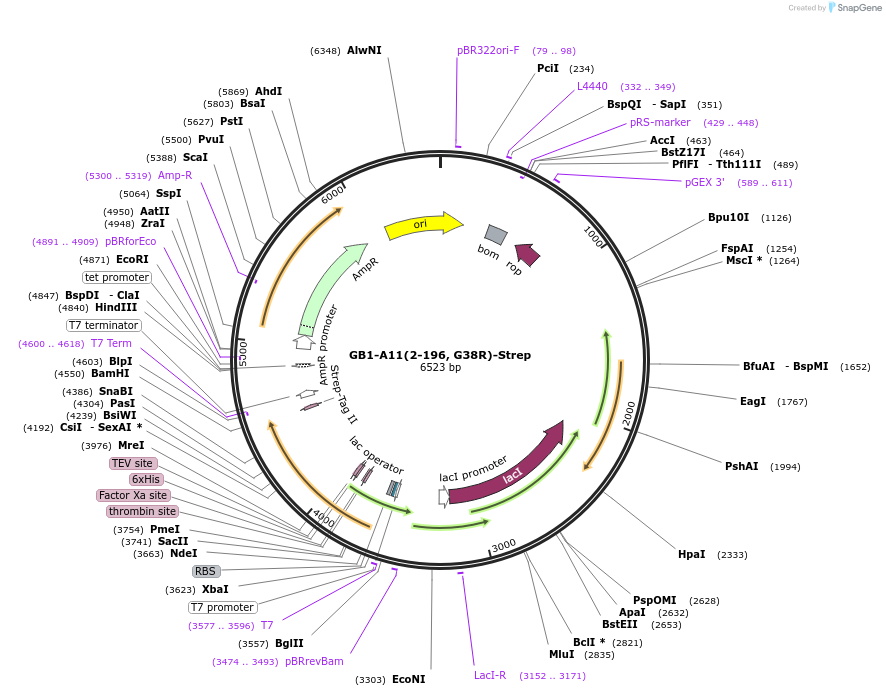196209-plasmid-map-sequence-id-389413