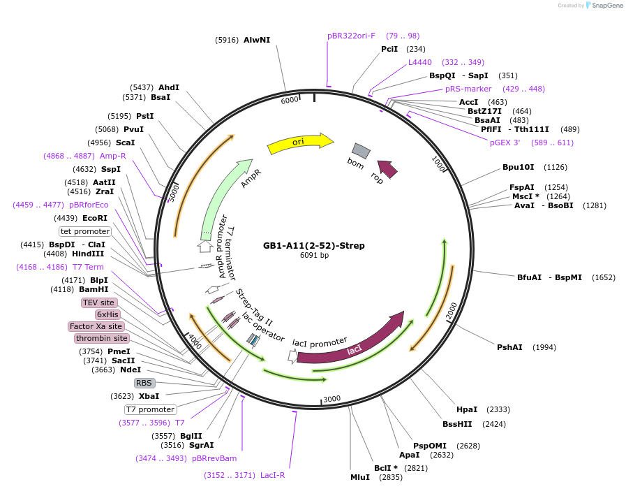 196213-plasmid-map-sequence-id-389415