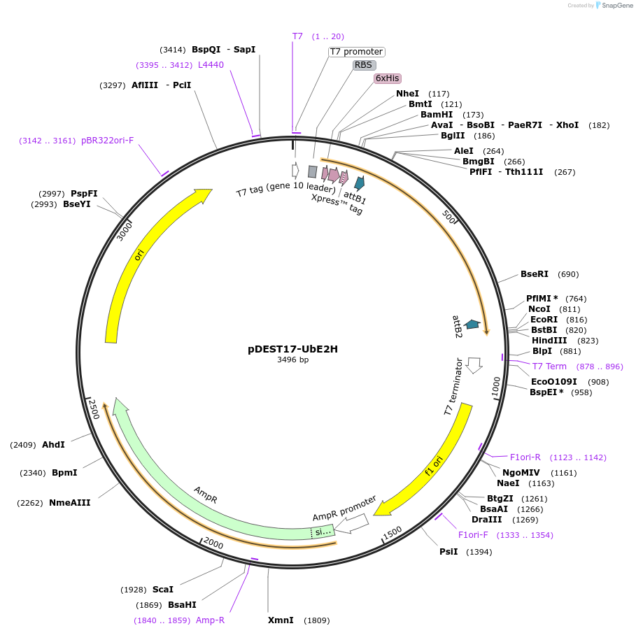 15752-plasmid-map-sequence-id-389426