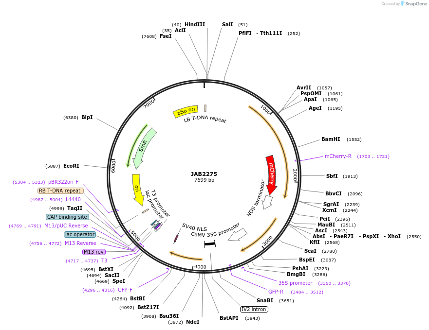 190361-plasmid-map-sequence-id-389441