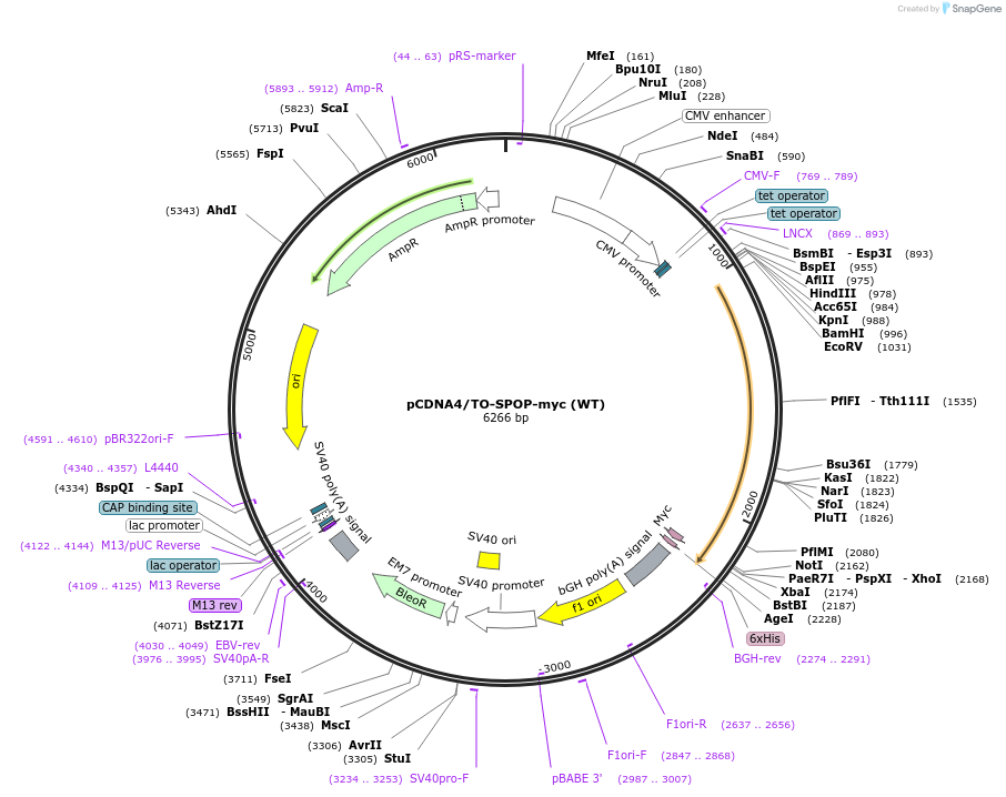 197001-plasmid-map-sequence-id-389453
