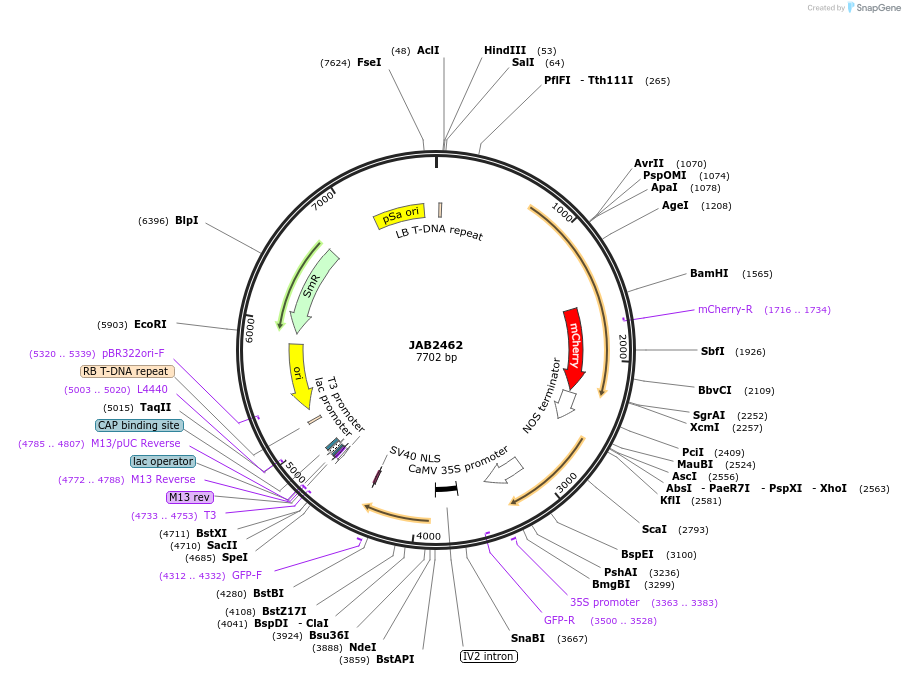 190369-plasmid-map-sequence-id-389458