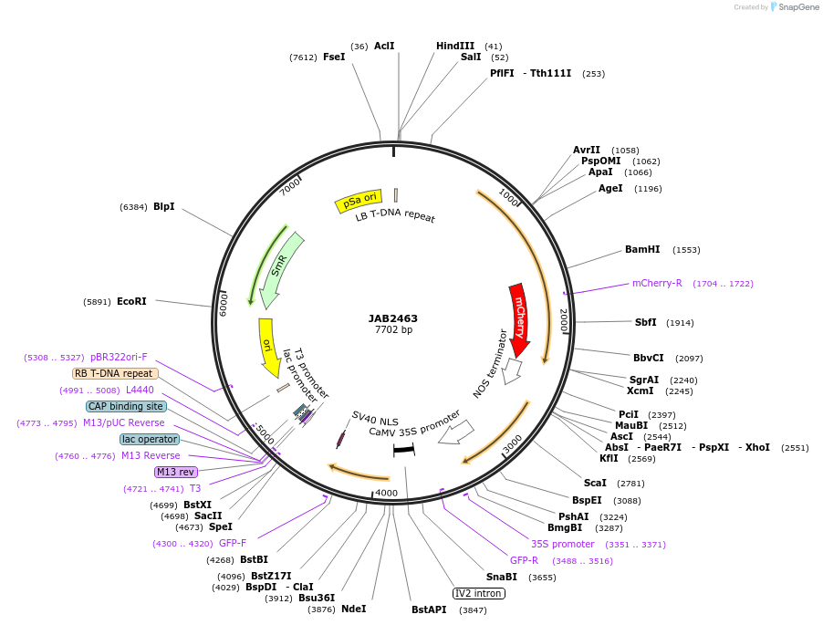 190370-plasmid-map-sequence-id-389459