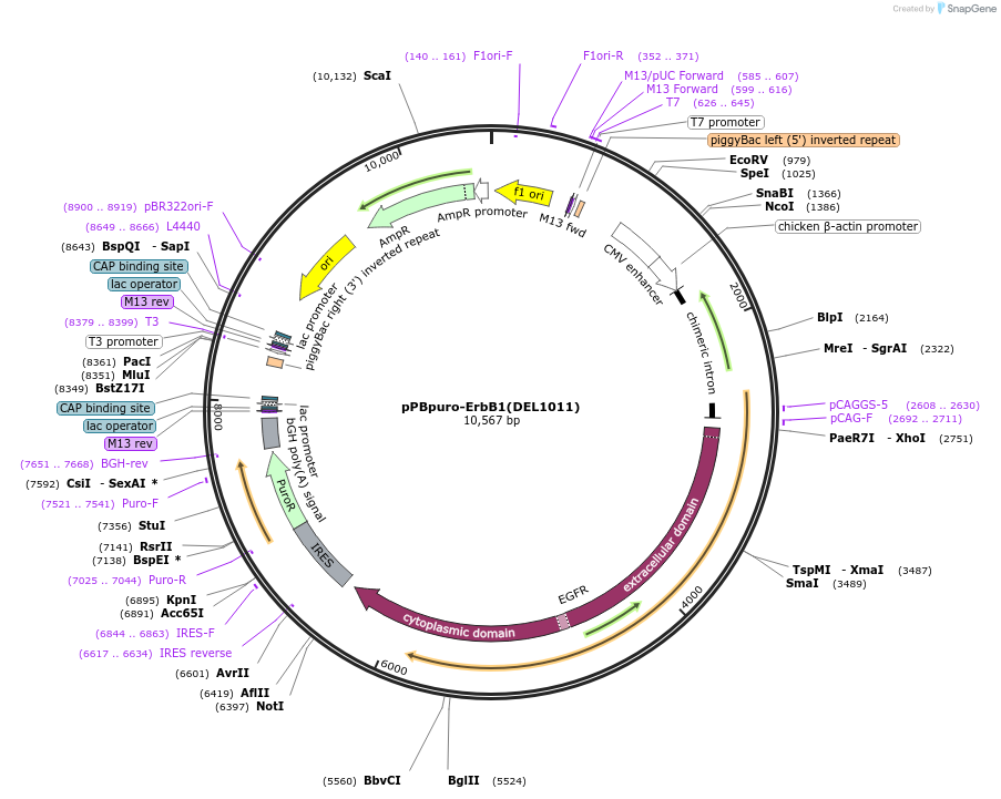 197366-plasmid-map-sequence-id-389465