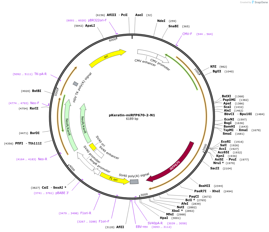 197233-plasmid-map-sequence-id-389473