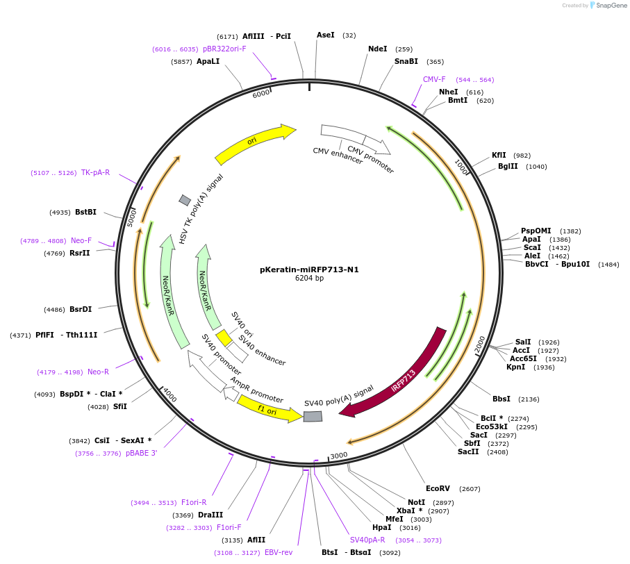 197235-plasmid-map-sequence-id-389477