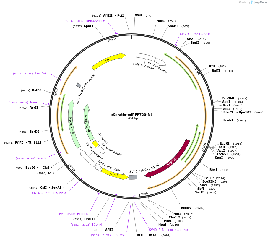 197236-plasmid-map-sequence-id-389479