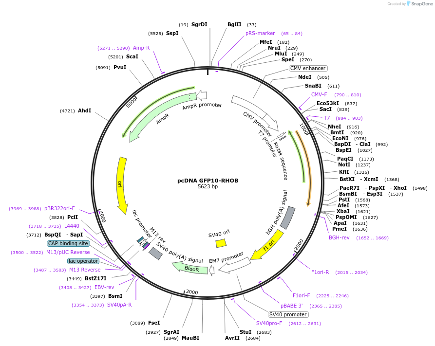 182237-plasmid-map-sequence-id-389480