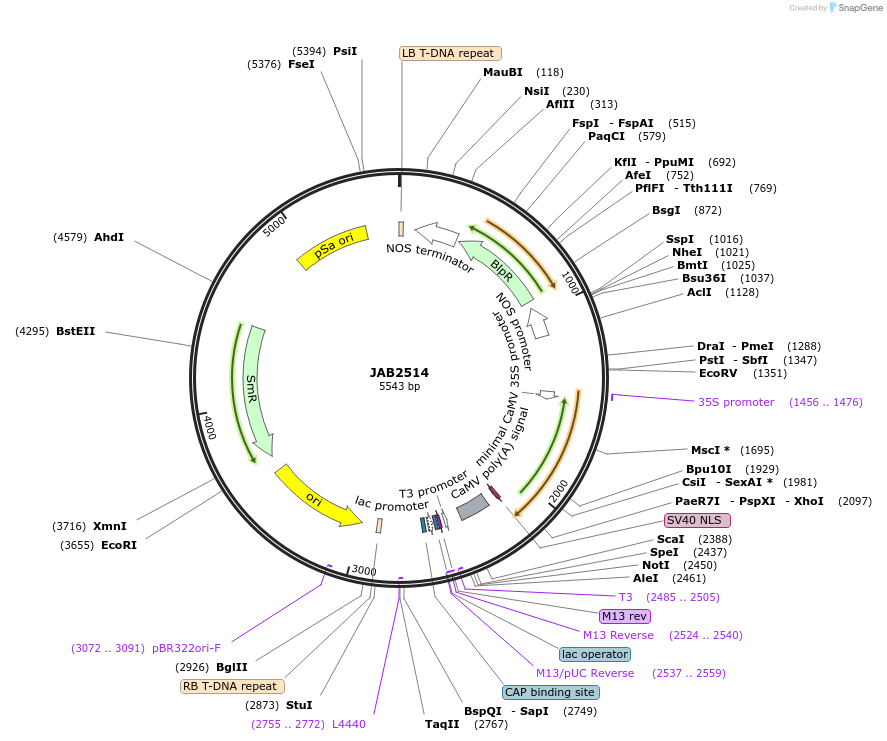 190382-plasmid-map-sequence-id-389485