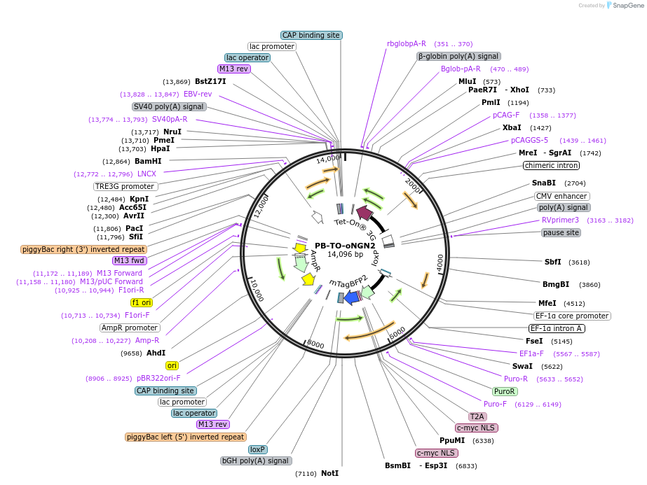 198397-plasmid-map-sequence-id-389535