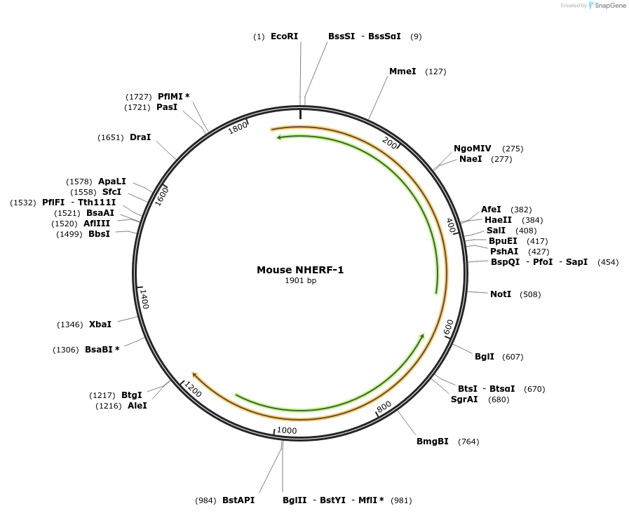 32950-plasmid-map-sequence-id-38961