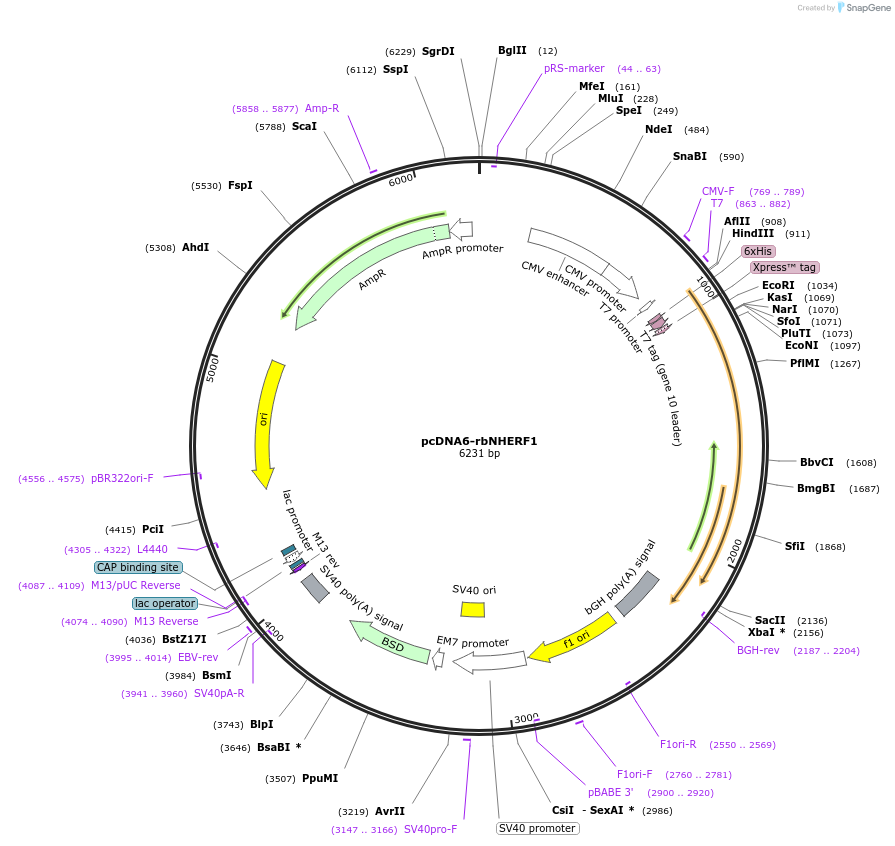 32942-plasmid-map-sequence-id-38963