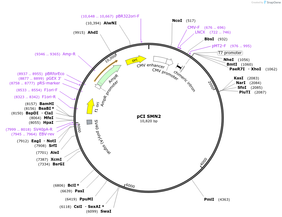 72287-plasmid-map-sequence-id-389642