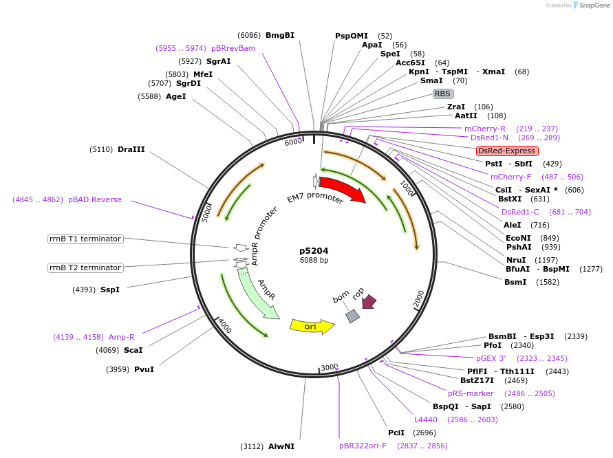 168181-plasmid-map-sequence-id-389644