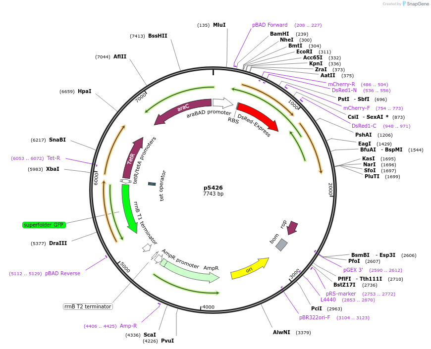 168187-plasmid-map-sequence-id-389645