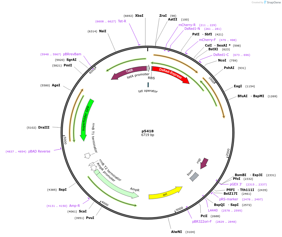 168185-plasmid-map-sequence-id-389646