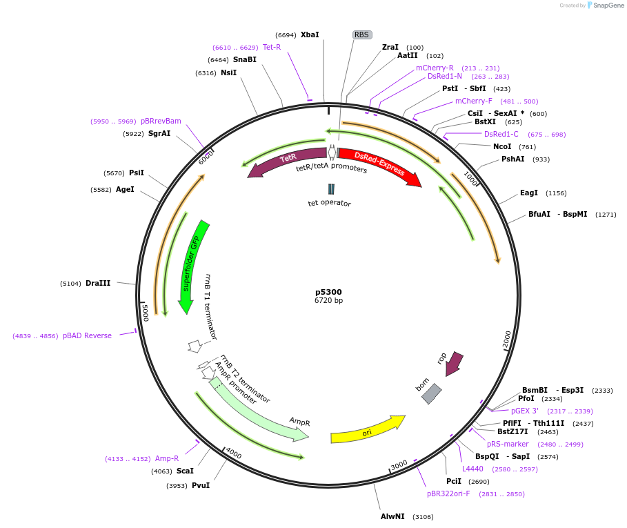 168183-plasmid-map-sequence-id-389647