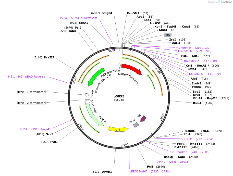 168178-plasmid-map-sequence-id-389648