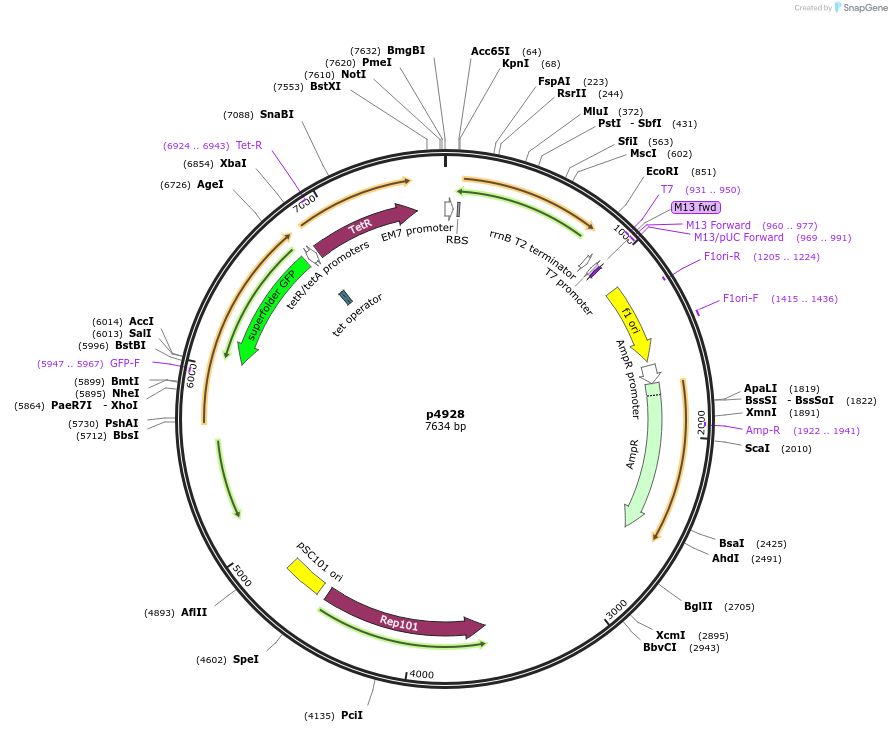 168177-plasmid-map-sequence-id-389649