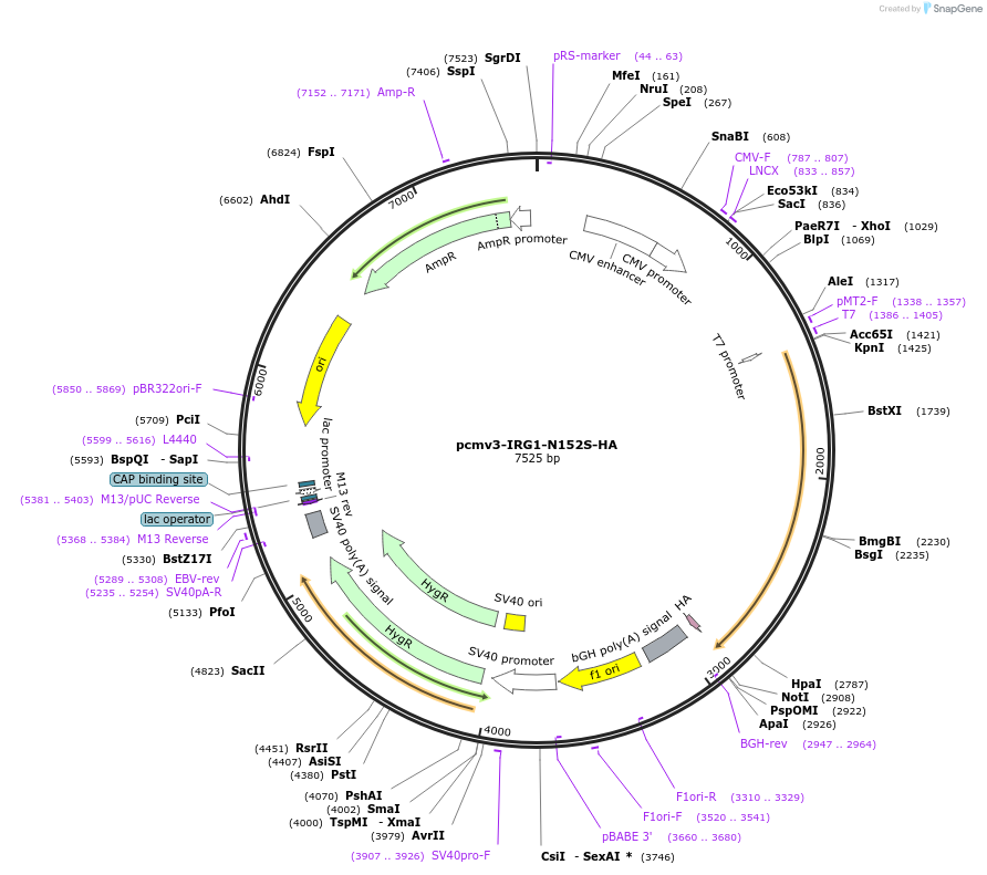 198182-plasmid-map-sequence-id-389658