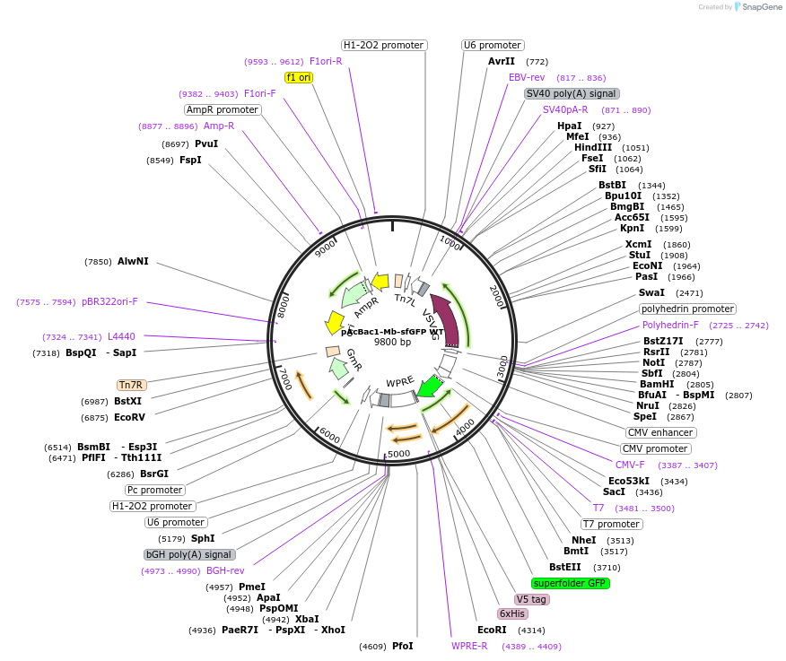 197569-plasmid-map-sequence-id-389659