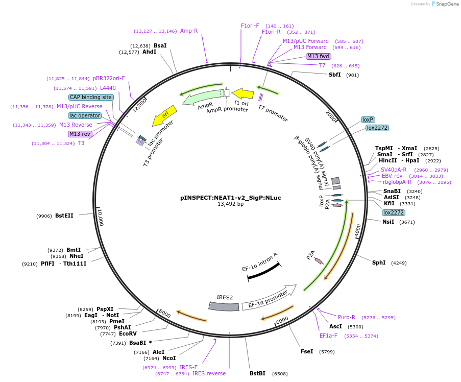 197268-plasmid-map-sequence-id-389661