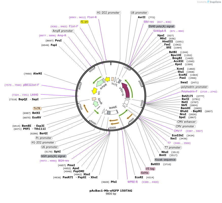 197570-plasmid-map-sequence-id-389664