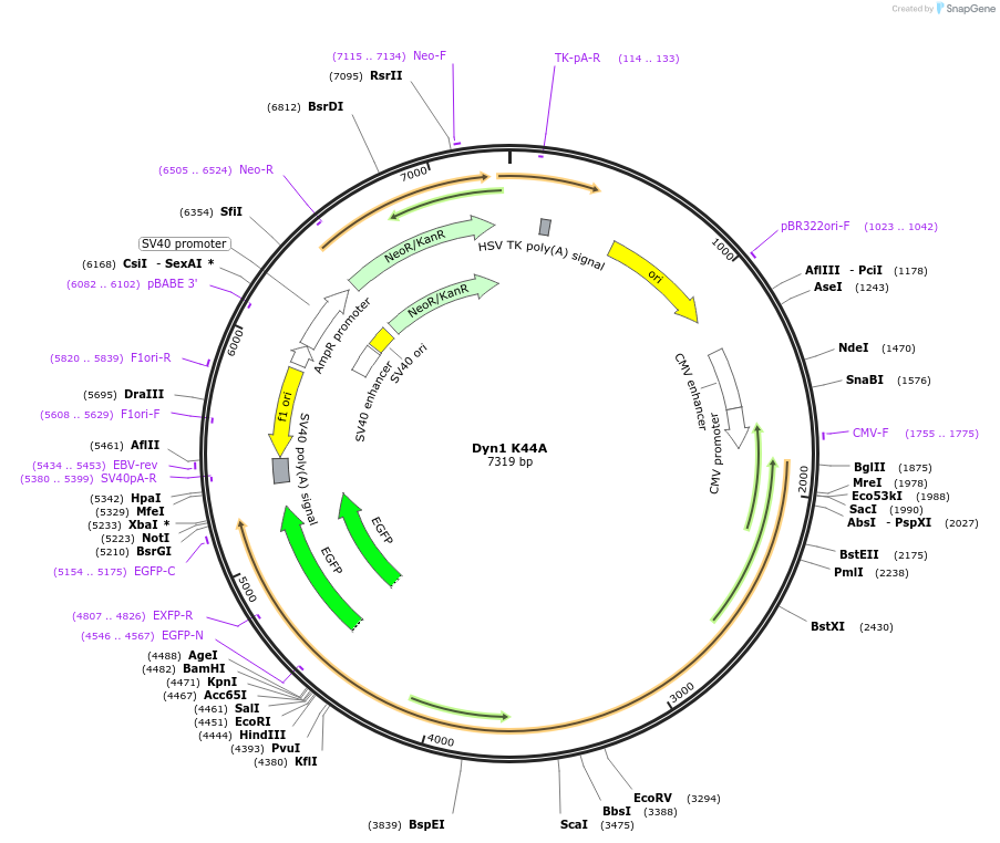 198340-plasmid-map-sequence-id-389673