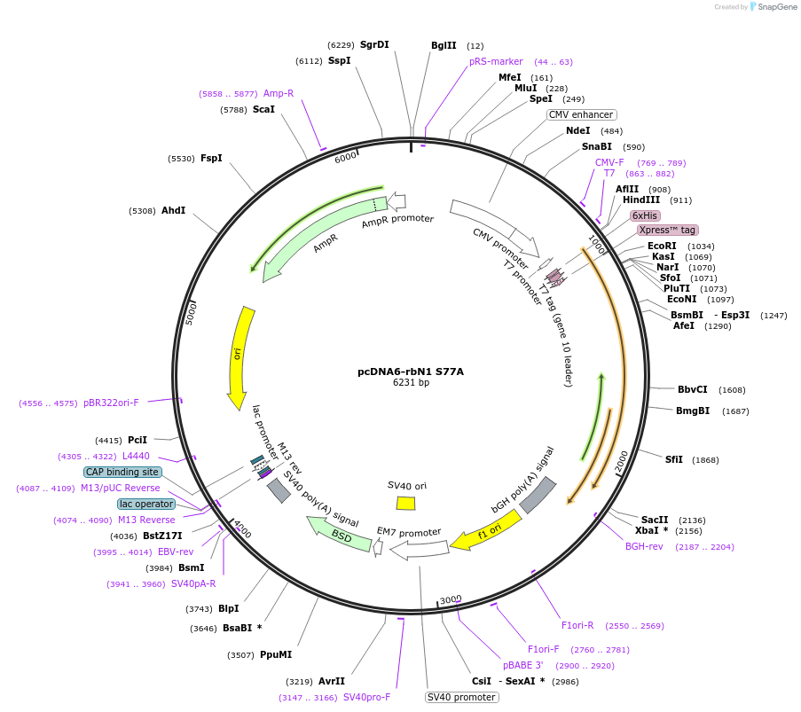32945-plasmid-map-sequence-id-38968