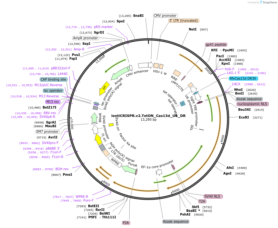 196727-plasmid-map-sequence-id-389689
